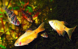 דגי אקווריום ברבס: מינים, שמות, תיאורים ותמונות