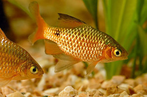 עקיצת האש נראית יפה מאוד.