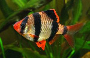 לעוקץ הסומטרי יש צבע יוצא דופן מאוד.