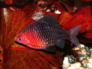 הברב השחור הוא זן דג פופולרי נוסף.