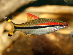 דניסוני ברב - איך נראה הדג הזה?