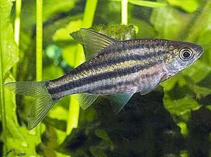 עקיצת ליניארית - דג מפוספס