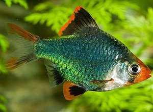 העוקץ הירוק מוסווה בצורה מושלמת באצות.