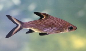 עקיצת כריש - למי שאוהב צורות טורפות