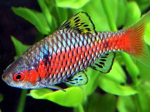 העקיצה הארגמנית תמשוך תשומת לב בכל אקווריום.