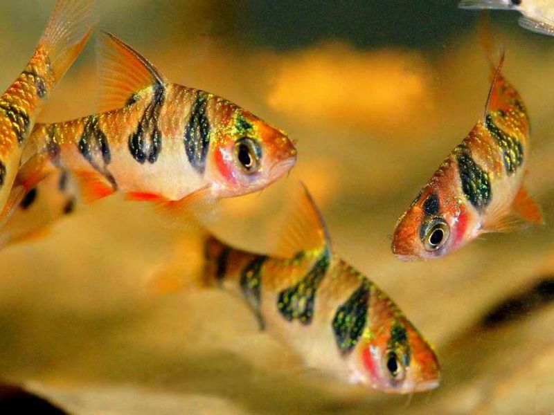 לברבק היהלום יש דפוס מעניין על גופו.