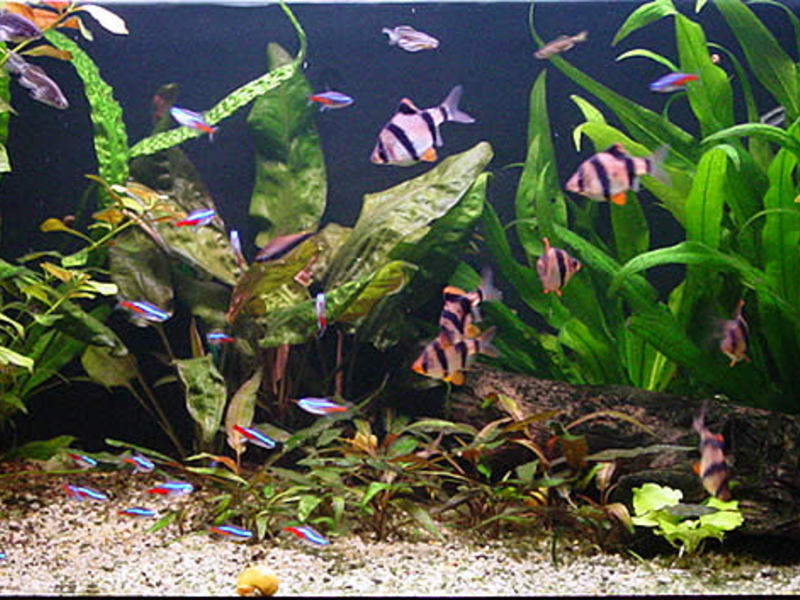 דגי אקווריום - ברבים סומטריים