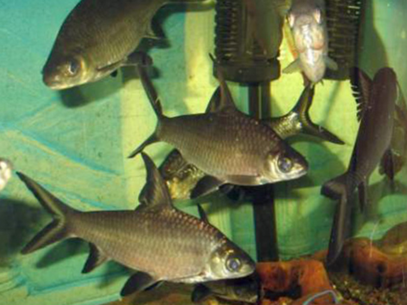 כריש ברב מסתדר היטב עם דגים אחרים באקווריום.