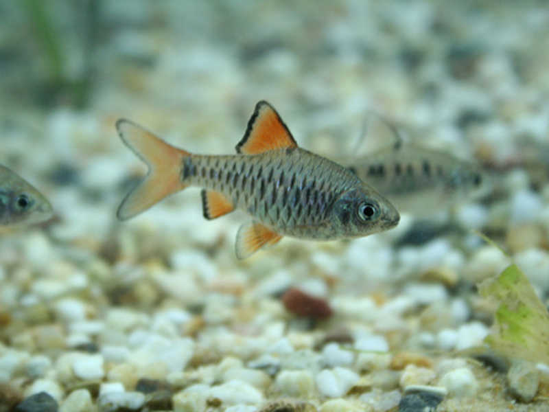 אוליגולפיס ברב הוא זן נוסף של דג פופולרי זה.