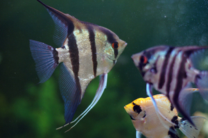 דג המלאך הוא אחד מדגי האקווריום המפורסמים ביותר.