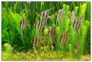 אנגלפיש הם לא יומרניים ויפים מאוד.