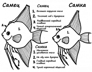 חשוב לאקווריומים לקבוע נכון את מין דגי המלאך - תרשים זה יעזור.