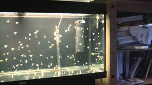 דגי אנגלפיש דורשים טיפול מיוחד.