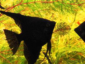 דג מלאך קטיפה שחור - התמונה מראה איך נראה הזן הזה.