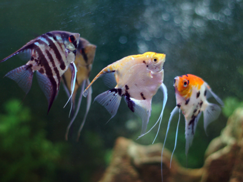 ישנם סוגים שונים של דגי אנגלפיש, הנבדלים זה מזה בצבע ואפילו בצורה.