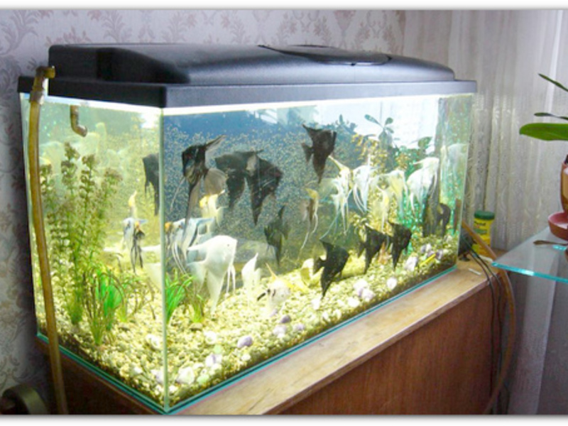 אקווריום אנגלפיש - תמונה של ההתקנה הנכונה