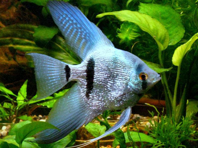 דגי מלאך כחולים גם הם יפים מאוד.