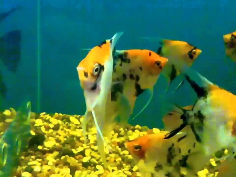 דג המלאך הוא דג שכולם מכירים.