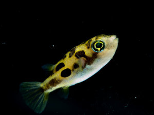 דג טטרהודון