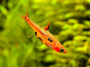 תמונות ושמות של דגי אקווריום לאקווריום מתחילים