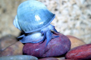 תיאור של חילזון באקווריום