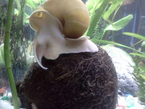 חילזון מים מתוקים