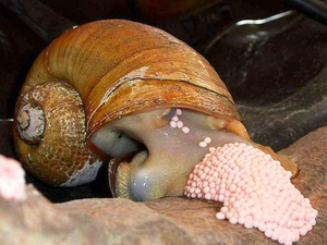 חלזונות אקווריום אמפולריה