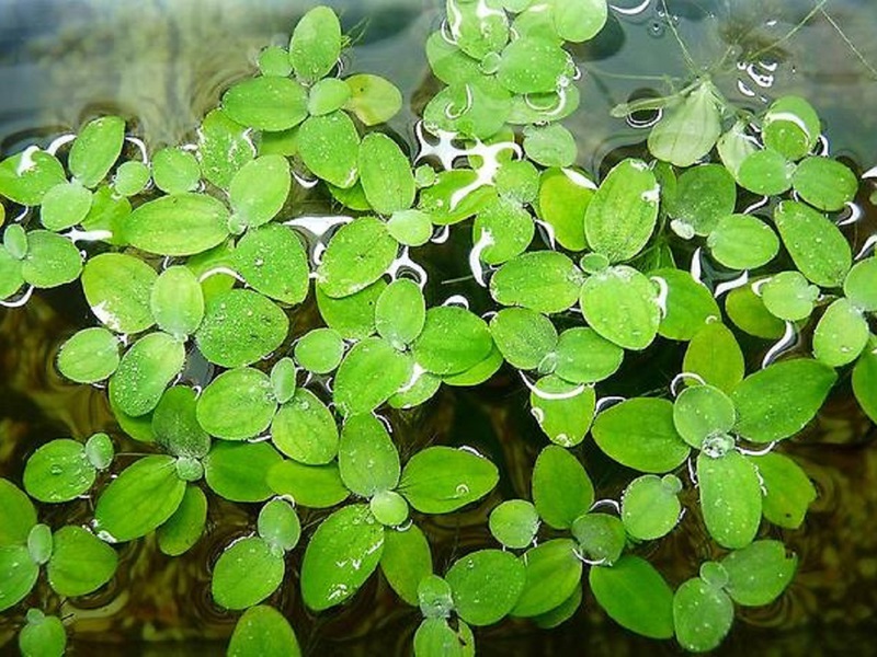 מהו ברווזון, צמח לאקווריום? תיאור אופייני של אצת ברווזון