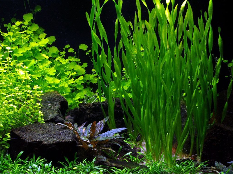 איך נראות אצות אקווריום של Vallisneria? המראה של אצת האקווריום Vallisneria