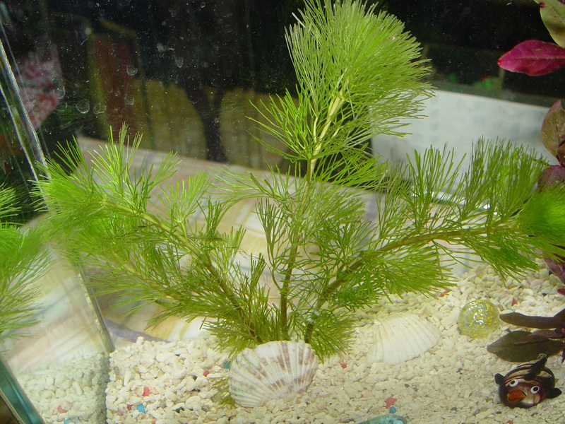 מדוע אלודיאה היא צמח פופולרי באקווריום? היתרונות של אצות באקווריום Elloday