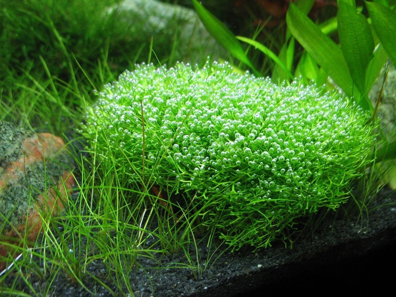 מהם המאפיינים של אצות ריצ'יה באקווריום? תיאור תכונות הצמחים לאקווריומים של ריצ'י