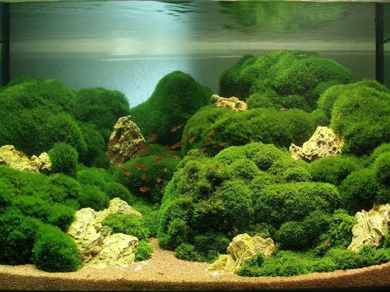 אילו תכונות יש לטחב ג'אווה לאקווריומים? תכונות של אצת האקווריום ג'אווה טחב