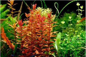 אילו סוגי אצות קיימים לאקווריומים? תיאור מיני אצות אקווריום