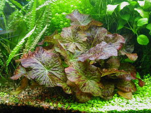 אילו צמחי אקווריום מומלצים לאקווריום מתחילים? סוגי צמחי אקווריום בהתאם לשיטת השתילה