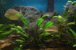 מהן המחלות של צמחי אקווריום וכיצד לטפל בהן? תיאור מחלות צמחי אקווריום ושיטות טיפול