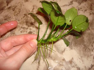 כיצד לטפל כראוי באצות באקווריום כללים לטיפול בצמחי אקווריום