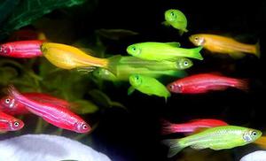 דג זברה באקווריום - טיפול ותחזוקה, תמונות