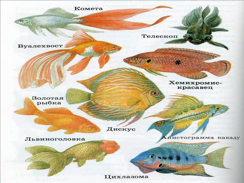 במה הם מאכילים את הדגים?