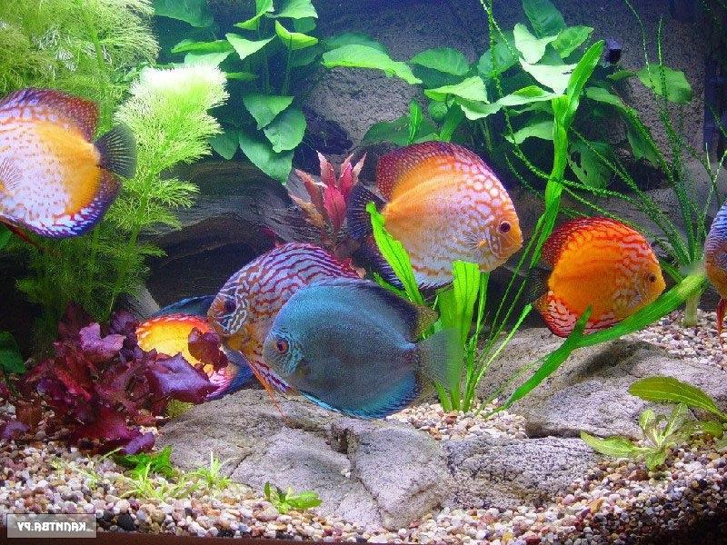 תושבי האקווריום