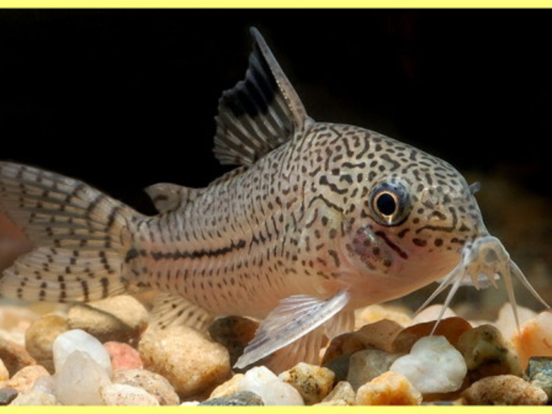 טיפול ותחזוקה של דגים