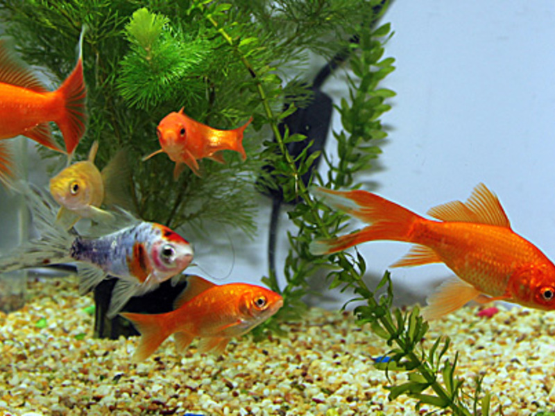 אקווריום ודגי אקווריום