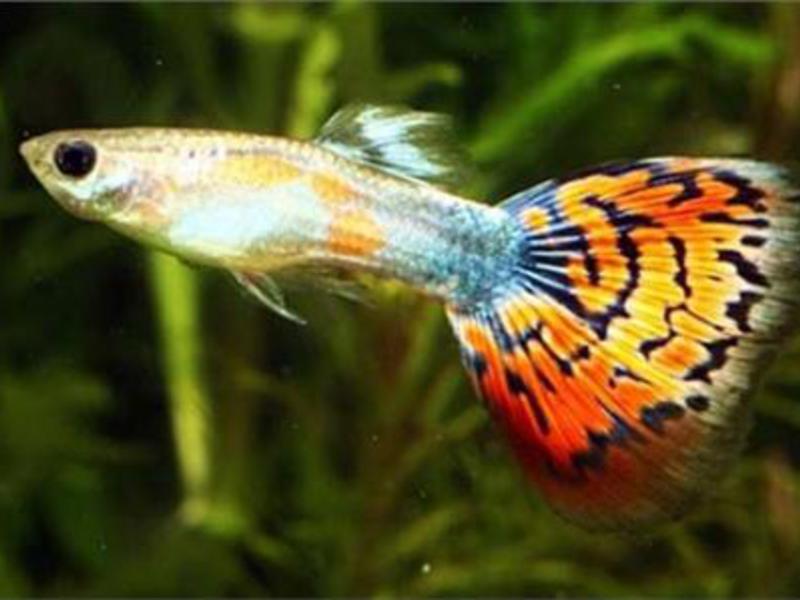 דגים לאקווריום