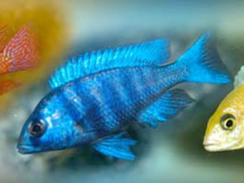 דגי אקווריום