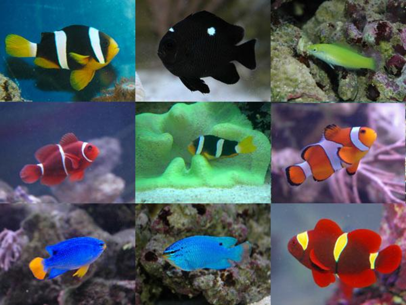 איך לבחור דגים