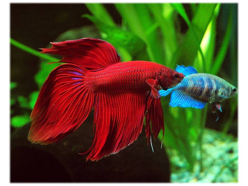 דגים לאקווריומים