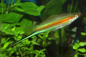 דגי אקווריום זנב חרב