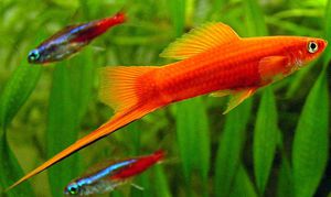 צביעת זנב חרב