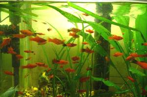 מה להאכיל חרב זנבות