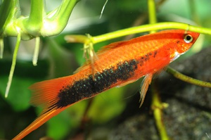 דגי אקווריום זנב חרב