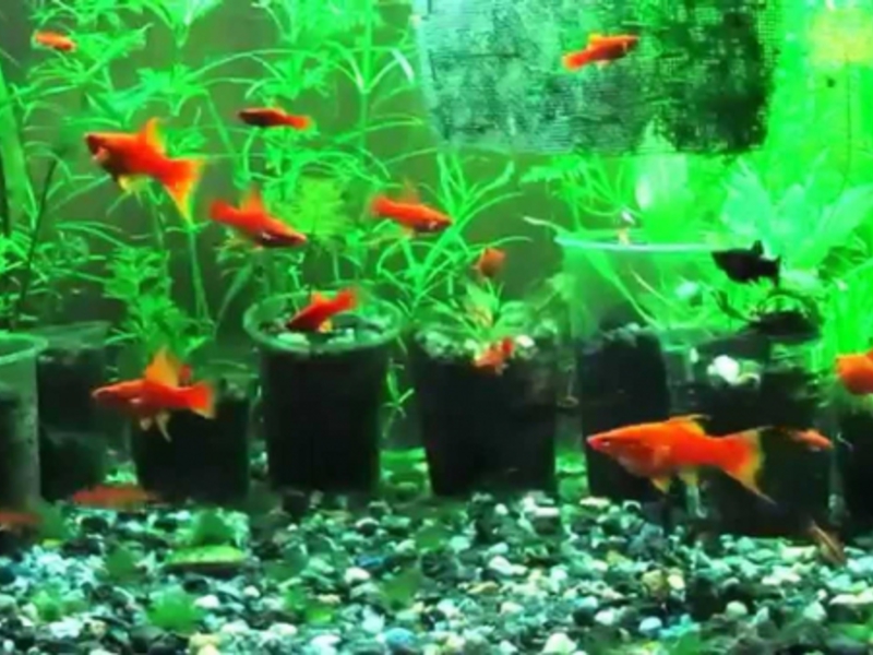 זנב חרב באקווריום